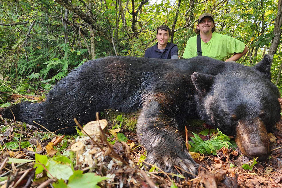 Maine Fall Black Bear Hunts
